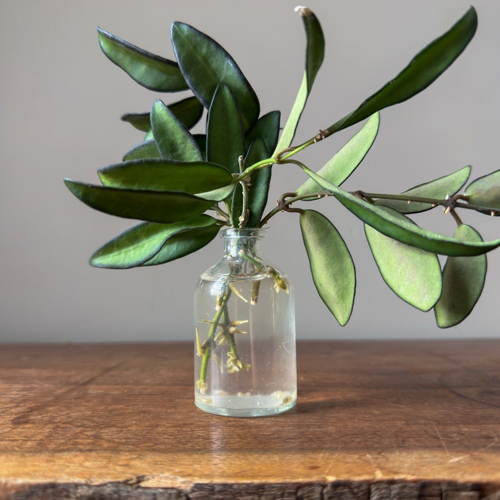 Vintage Mini Clear Glass Jar Vase Plant Propagation - Picture 1 of 8